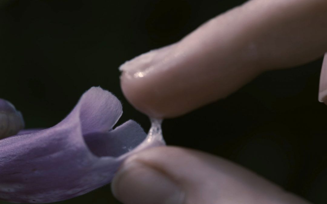 HUMAN BOTANY