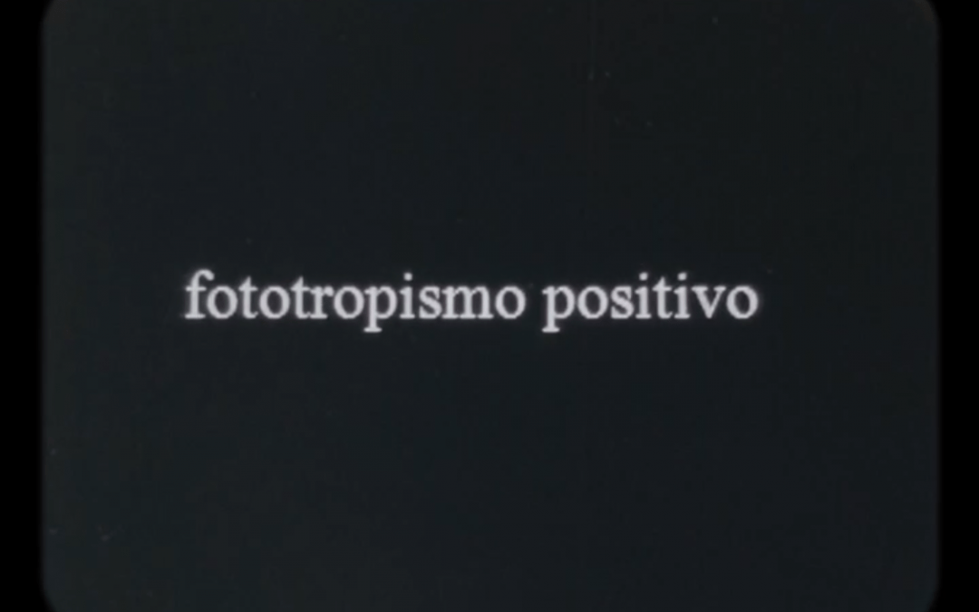 Fototropismo positivo