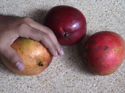 Calentura frutal
